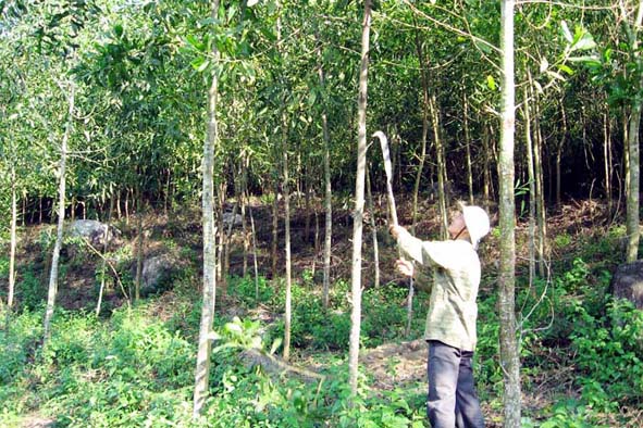 Trồng rừng giảm phát thải và kinh doanh tín chỉ cacbon